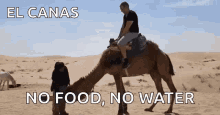 Sahara Desert Camel GIF