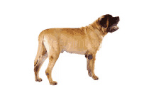 bull mastiff mastiff dog
