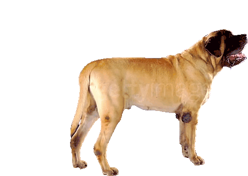 Bull Mastiff Mastiff Sticker - Bull Mastiff Mastiff Dog Stickers
