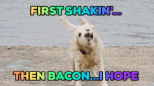 First Shaking Then Bacon I Hope GIF - First Shaking Then Bacon I Hope Dog Training GIFs