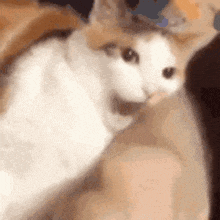 a cat is sitting on a person 's lap with its mouth open .