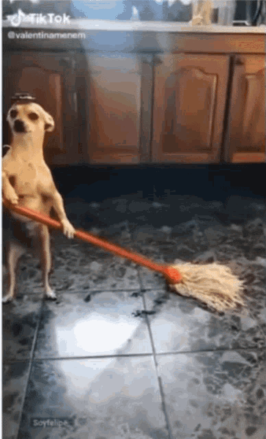 Cleaning Dog GIFs | Tenor