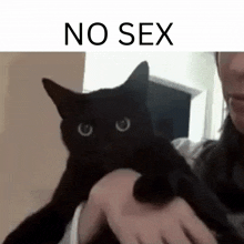Angry Cat No Sex GIF - Angry Cat No Sex Hissing Cat GIFs