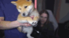 Megmage Shiba Inu GIF - Megmage Shiba Inu Shiba Inu Puppy GIFs