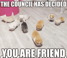 Council Cats GIF