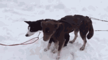 Blah Blah Blah Blah Blah GIF - Dog Barking Snow GIFs