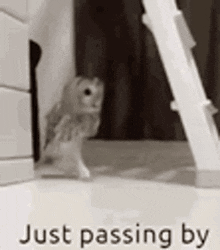 Just Passing By GIF