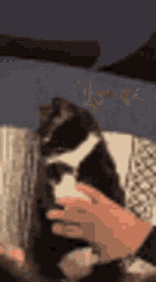 Valnof Cat GIF - Valnof Cat Low Quality GIFs