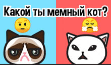 мем мемный GIF - мем мемный котики GIFs