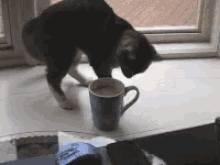 Cats Coffee GIF - Cats Coffee Anxiety GIFs