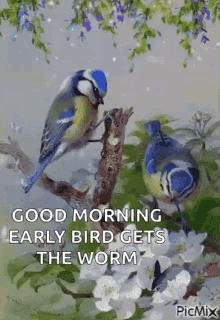 Good Morning Morning GIF - Good Morning Morning Early Birds GIFs