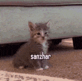 Sanzhar Kitten GIF - Sanzhar Kitten GIFs