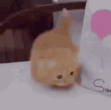 Waddling Kitten Kitten GIF