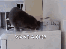 Cat Cigarette GIF - Cat Cigarette Smoke GIFs