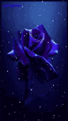rose flower purple snowing violet