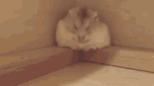 Hamster Sleepy GIF