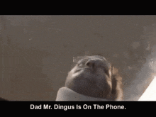 a man wearing glasses and a neck brace says dad mr. dingus is on the phone .