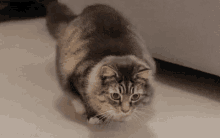 Cat Wiggle Tail GIF - Cat Wiggle Tail Stare GIFs