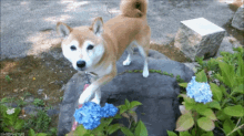 Shiba Inu Dog GIF - Shiba Inu Dog Puppy GIFs