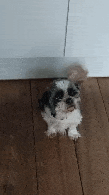 Luther Dog GIF - Luther Dog Happy GIFs