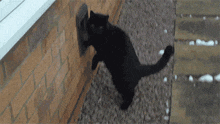 a black cat is standing next to a brick wall .