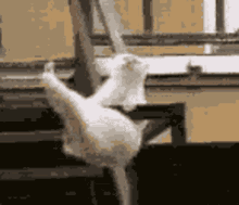 dancing kitty cat happy