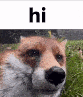 a close up of a fox 's face with the word hi written above it .