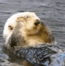 otter sea cute wake up