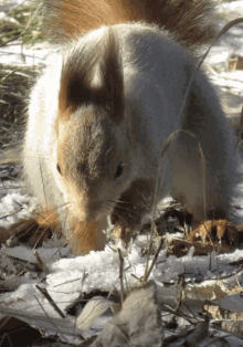 Funny Animals Squirrel GIF - Funny Animals Squirrel Snow GIFs
