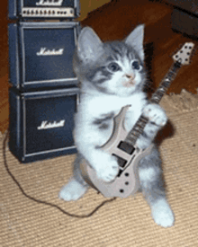 guitar cat guitarist rock musical