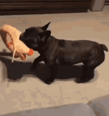 a black dog is playing with a stuffed animal .