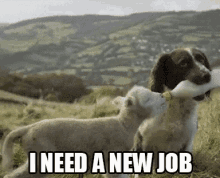 I Need A New Job GIF - Sheep GIFs