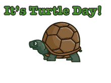 Its Turtle Day GIF