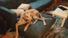 Greyhound Dog GIF - Greyhound Dog Sleeping GIFs