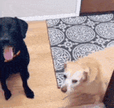 two dogs are standing next to each other in a room .