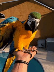 Parrot Macaw GIF - Parrot Macaw Ara GIFs