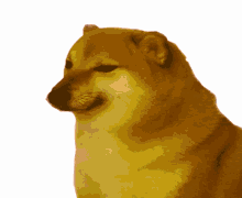 Cheems Doge GIF - Cheems Doge Dog GIFs