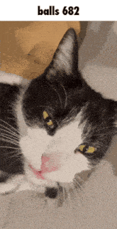 a black and white cat with balls 682 written on the bottom