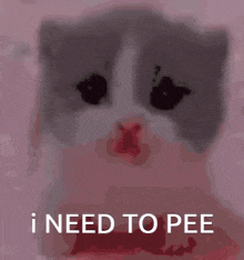 a gray and white kitten is sitting on a pink surface with the words `` i need to pee '' written on it .