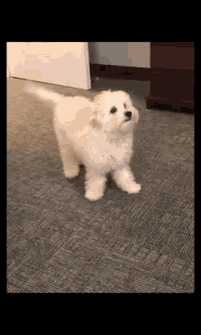Wiggle Tail Dog GIF - Wiggle Tail Dog Cute Dog GIFs
