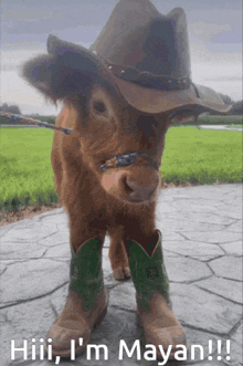 a cow wearing a cowboy hat and cowboy boots says hiii i 'm mayan !!!