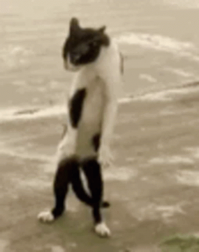 Gato Pelea GIF - Gato Pelea Cat - Discover & Share GIFs