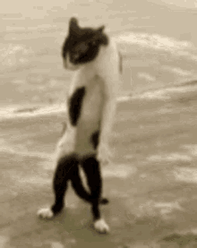 Gato Pelea GIF - Gato Pelea Cat GIFs