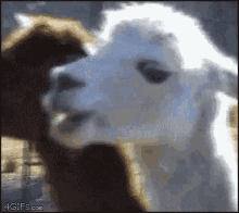 Goat Look GIF