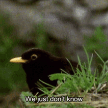 Confused Bird GIF - Confused Bird We Just Dont Know GIFs
