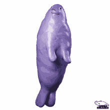 seal violet seal sea creature