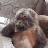 a close up of a monkey 's face with a statue in the background