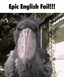 Epic English Fail Shoebill Stork GIF - Epic English Fail Epic English GIFs