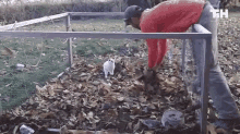 a man in a red sweater is standing next to a rabbit in a fenced in area .