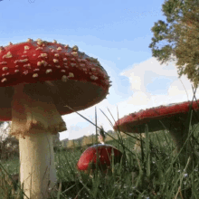 Mushroom Fungi GIF